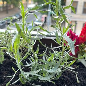 Photo of the plant species Tarragon by @SeasonedCaraway named Taylor Swift on Greg, the plant care app