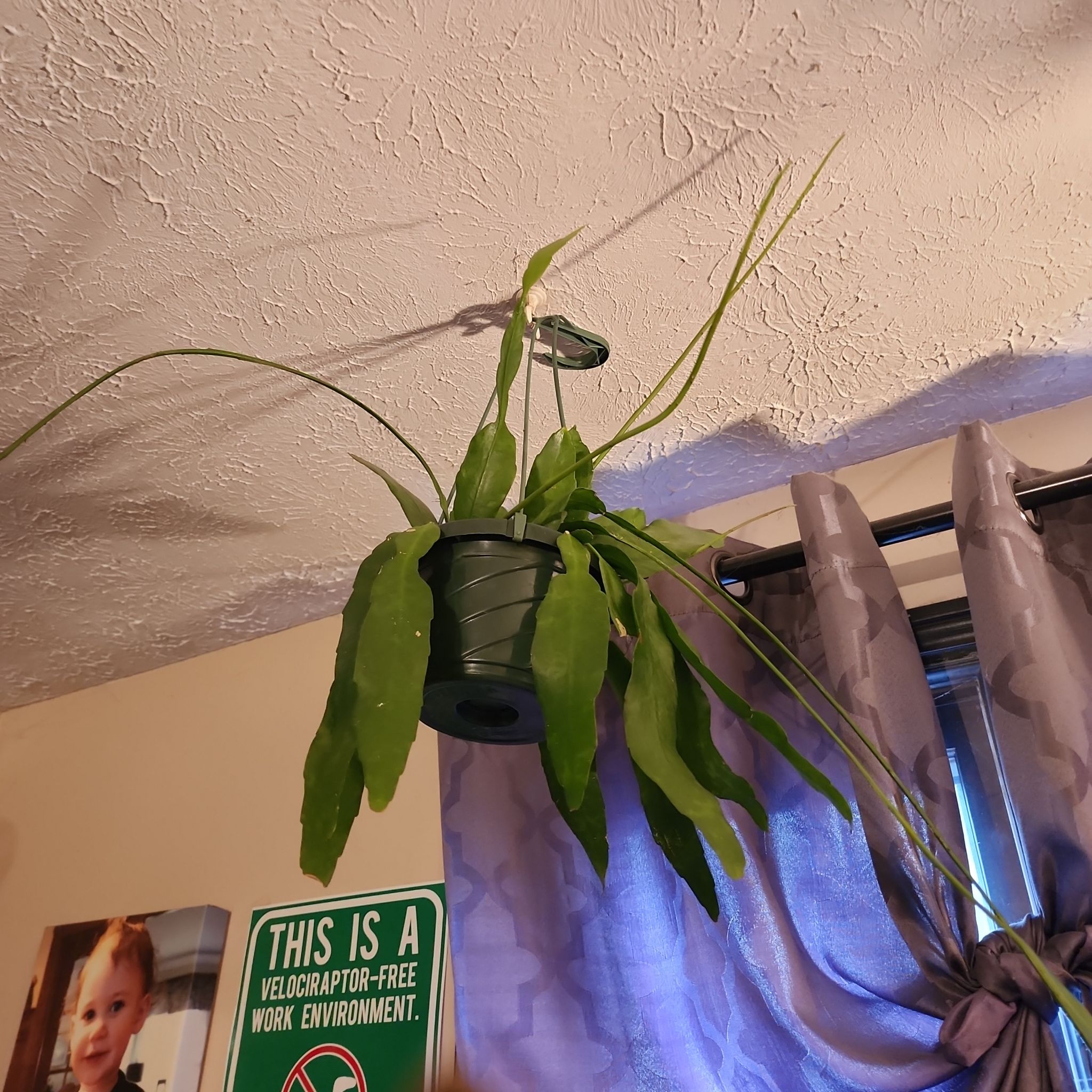 Photo of the plant species Epiphyllum pumilum by @NoblyOlneya named da Vinci on Greg, the plant care app