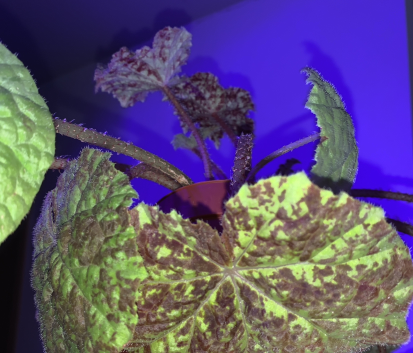 Photo of the plant species Begonia 'Marmaduke' by @vbartrand named Naomi on Greg, the plant care app