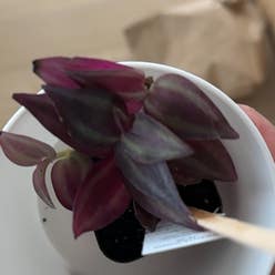Lilac Tradescantia plant
