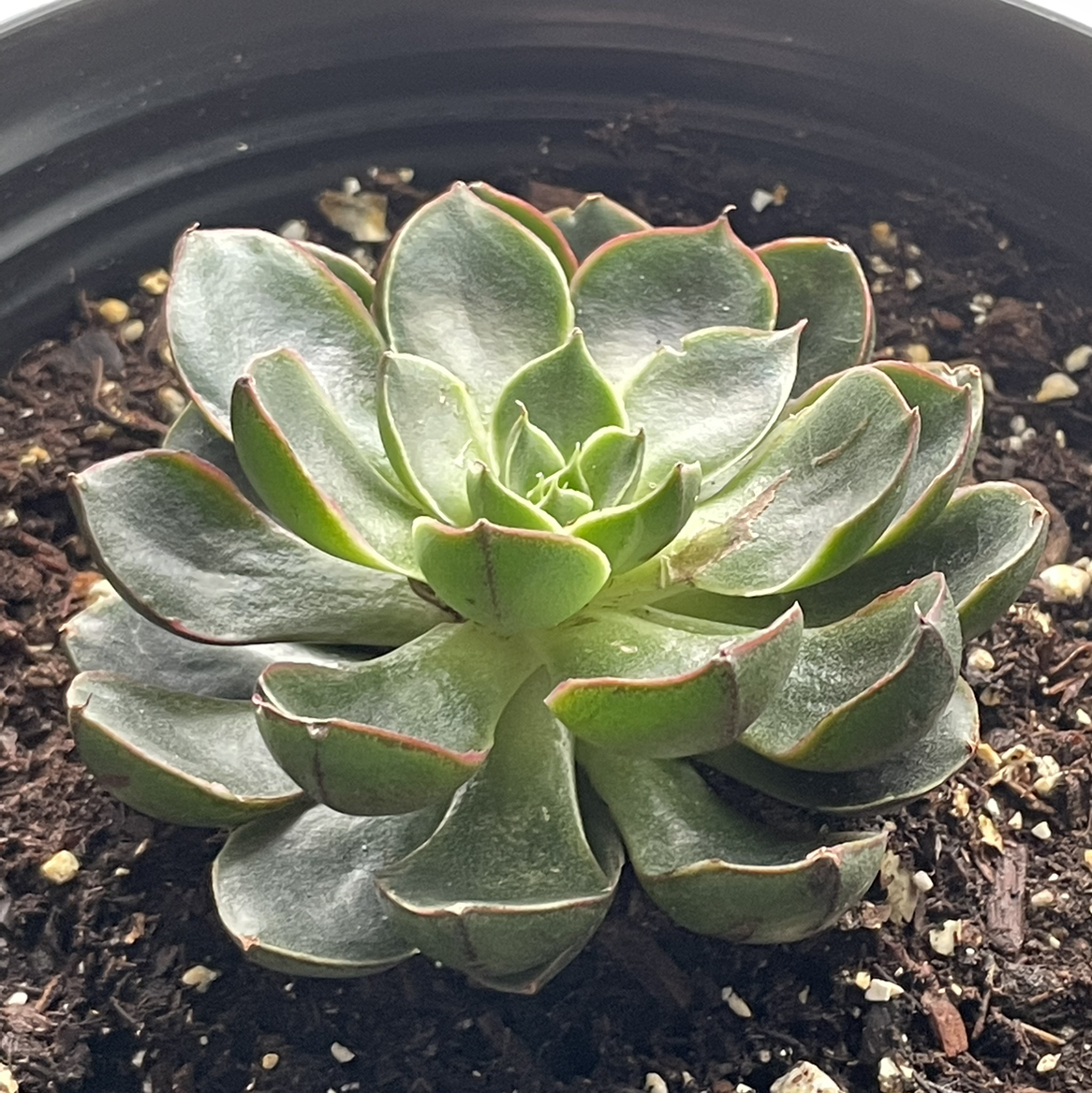 Photo of the plant species Yamatomini by @LegitRoccaverde named Oz on Greg, the plant care app