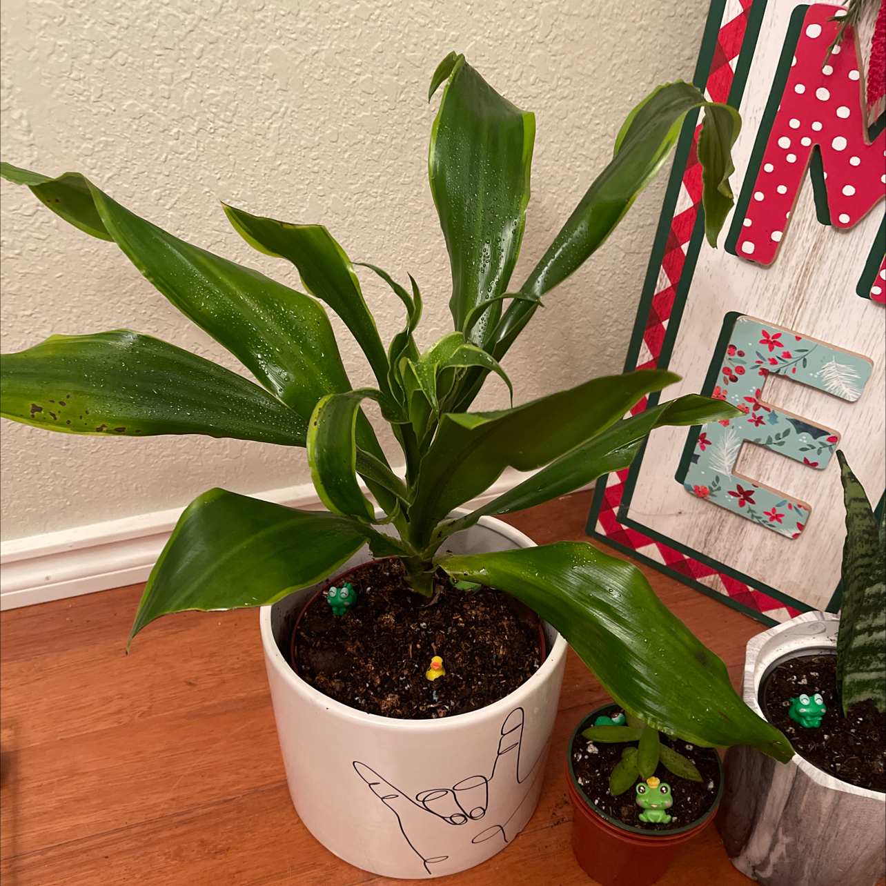 Dracaena Dorado plant in a white pot with healthy green leaves, soil visible.