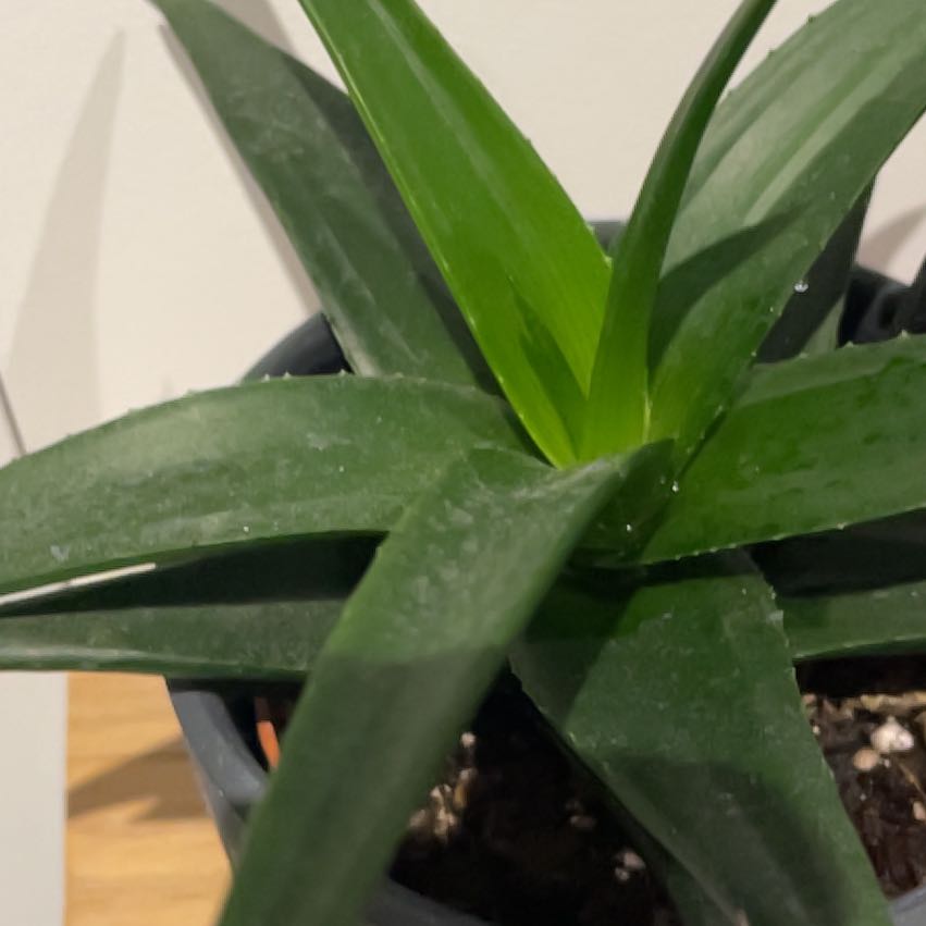 Photo of the plant species Haworthia pentagona by @LithePurei named Astrolaba on Greg, the plant care app