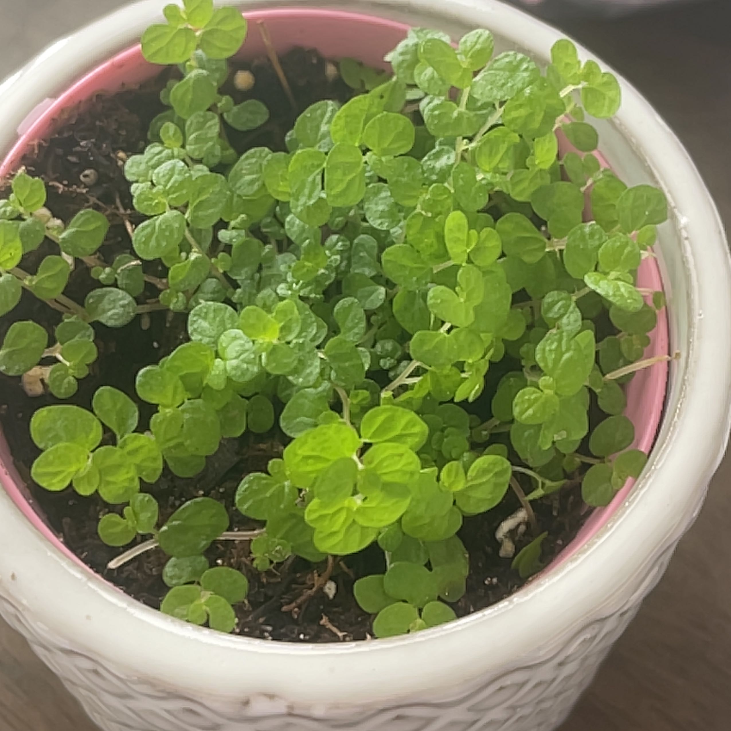 Photo of the plant species Angel's Tears by @MellowFeijoa named Delilah on Greg, the plant care app