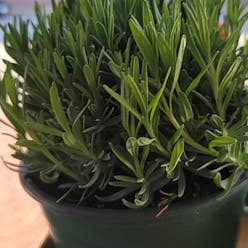 Munstead Lavender plant