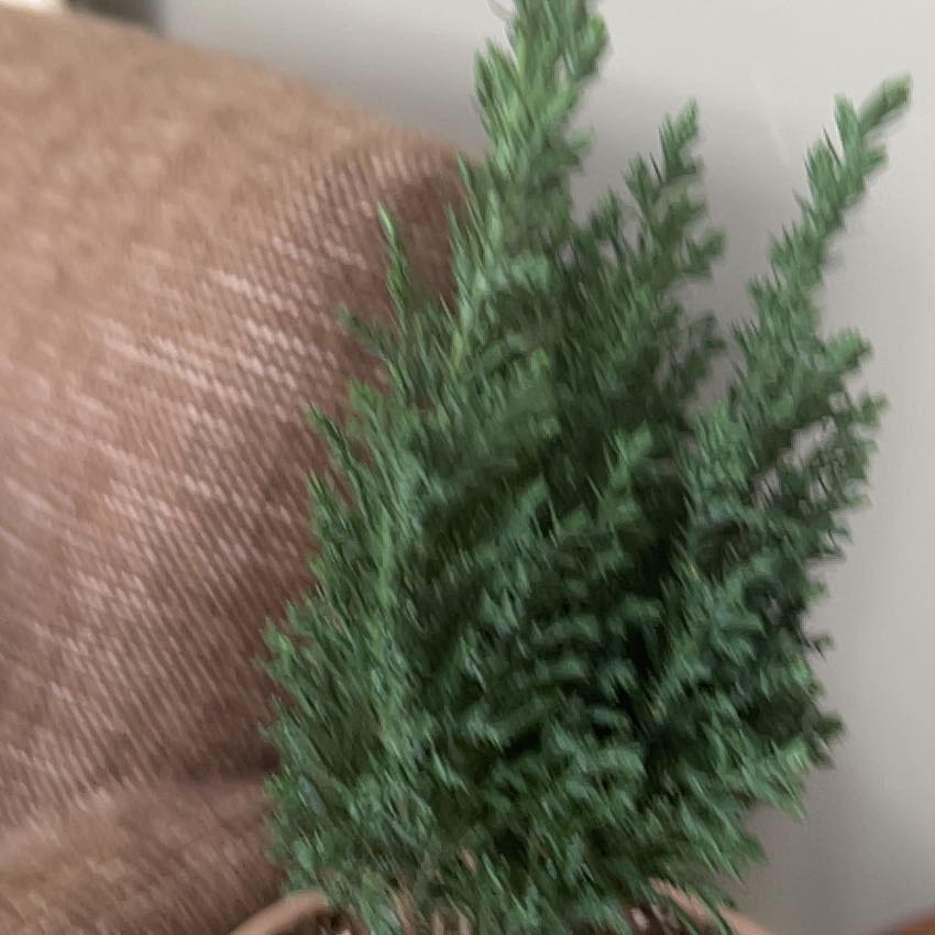 Photo of the plant species False Cypress by @BuoyantEmerald named Mando on Greg, the plant care app
