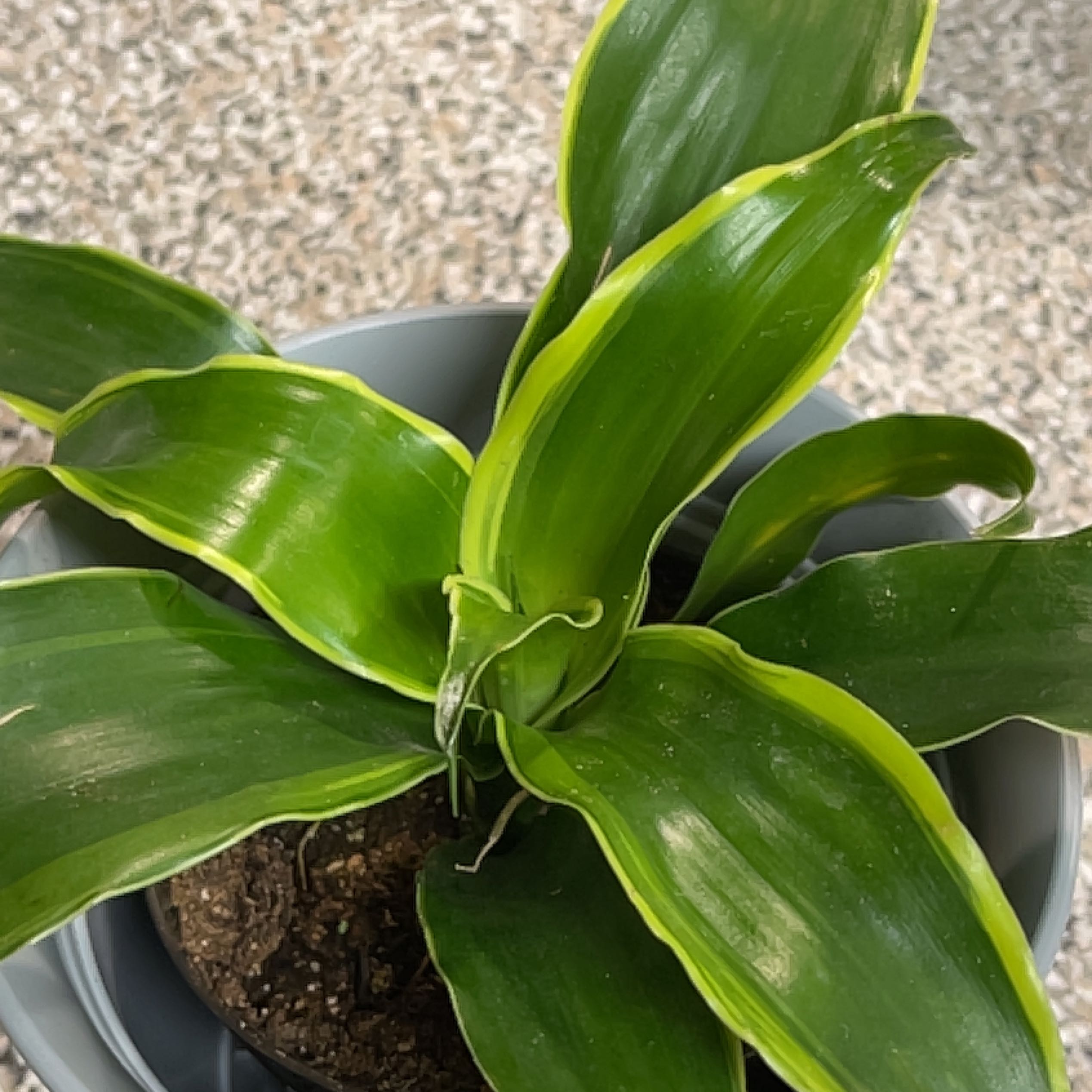 Dracaena Dorado plant with healthy green leaves and yellow edges in a pot with visible soil.