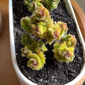 Photo of the plant species Crassula 'Estagnol' by @HolyRoyalfern named Zeus on Greg, the plant care app