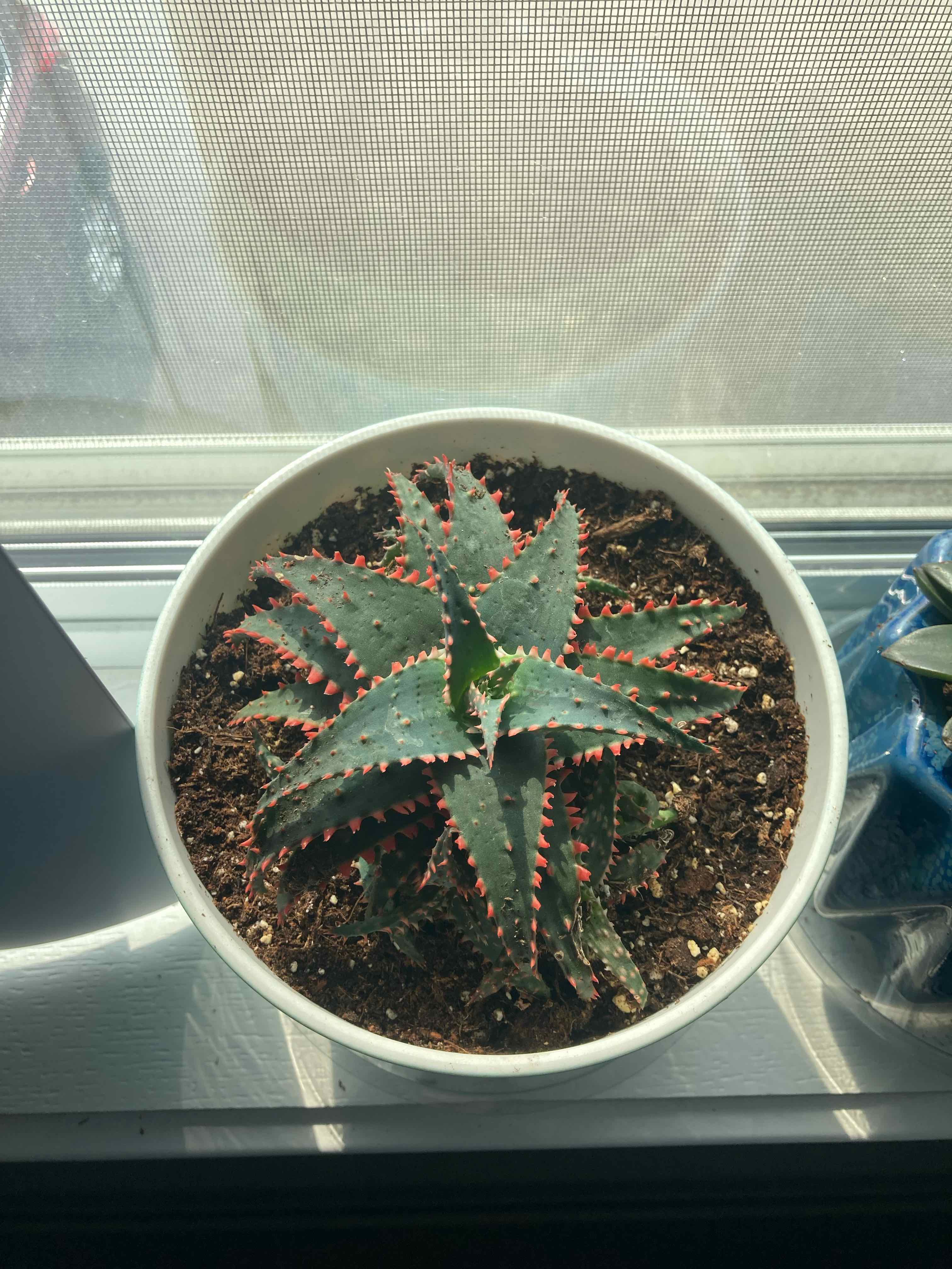 Aloe 'Christmas Sleigh' plant in a white pot on a windowsill, appears healthy.