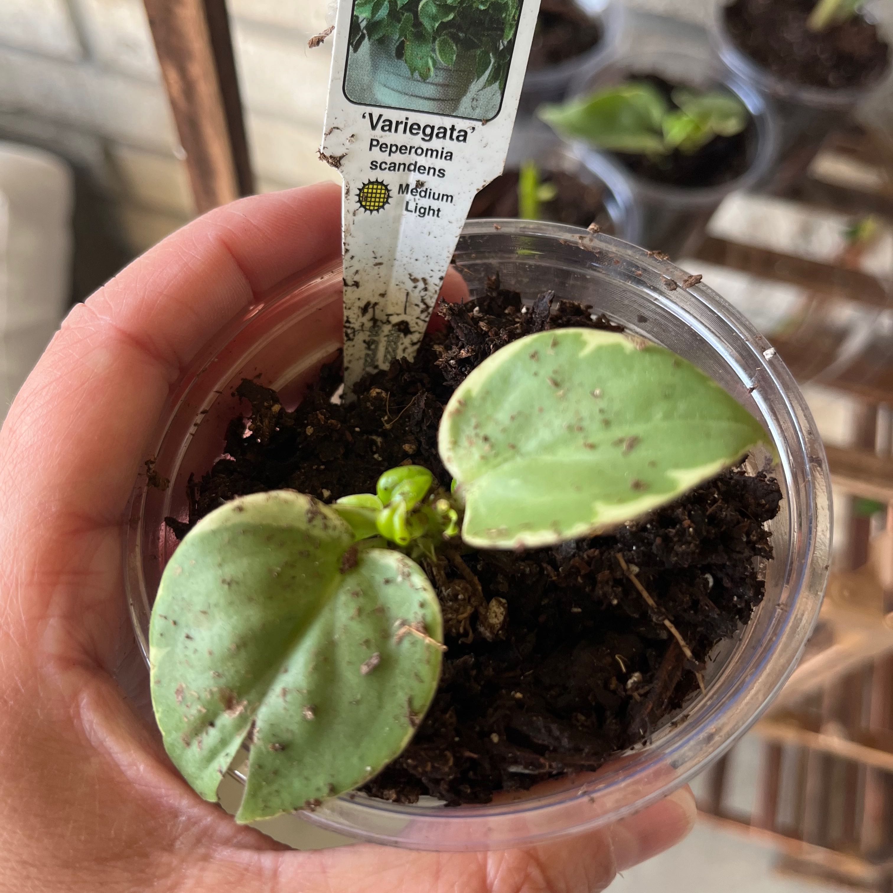 Variegated Peperomia Scandens plant in a clear container with soil, held by a hand.