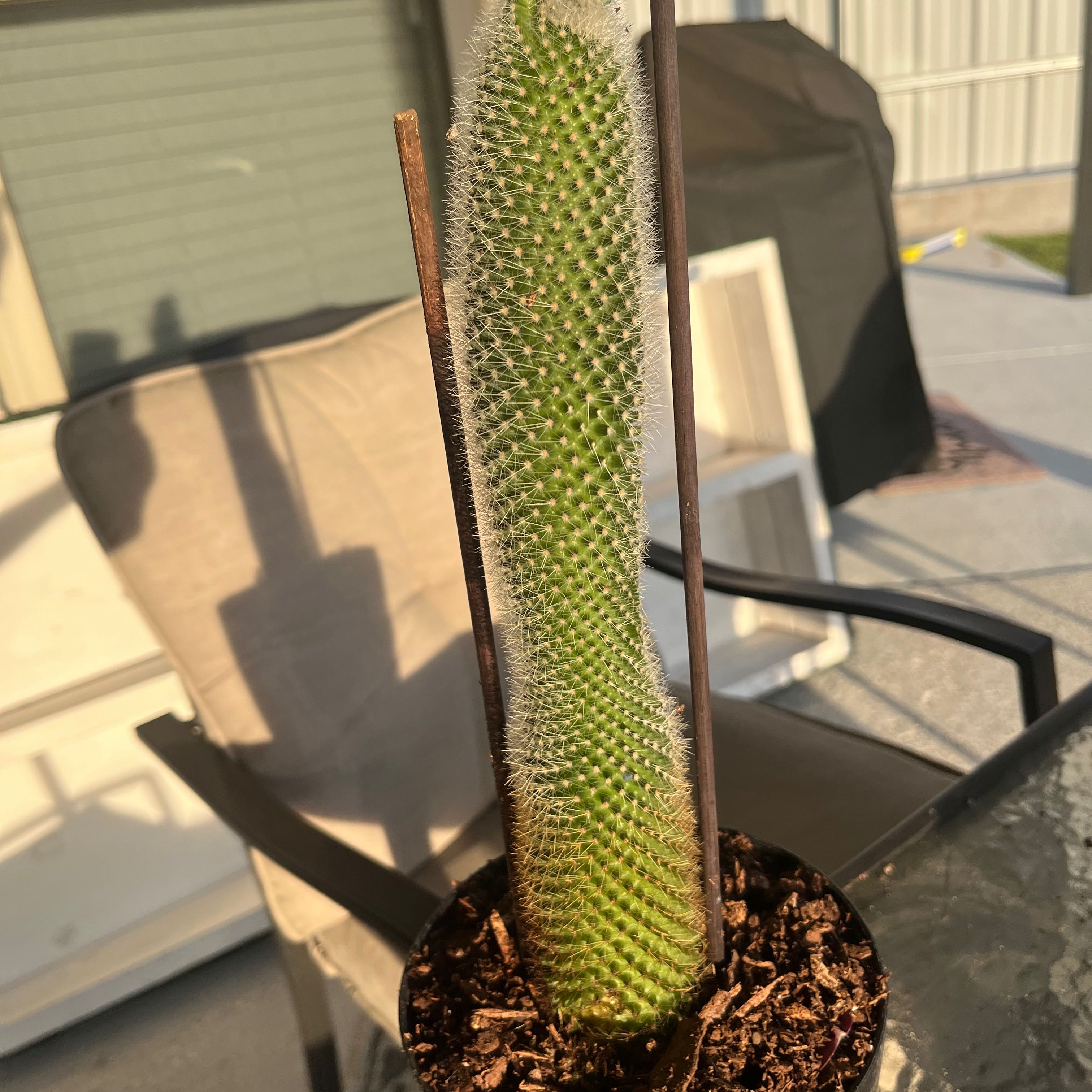 Photo of the plant species Cleistocactus smaragdiflorus by @VitalCosmo named Oscar on Greg, the plant care app