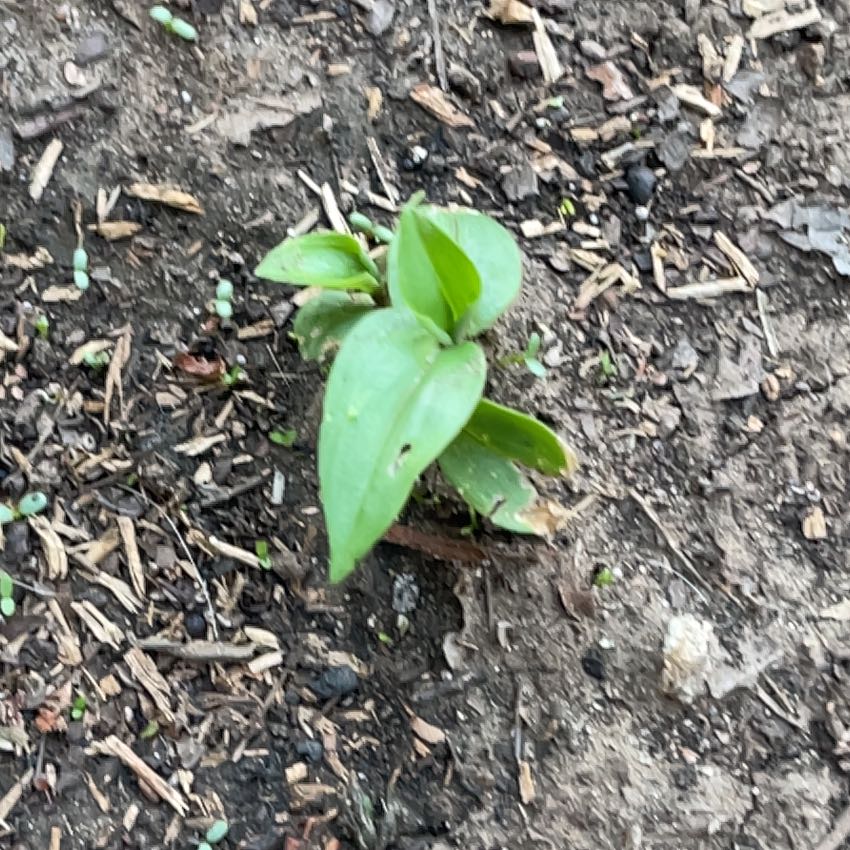 Photo of the plant species Brown Widelip Orchid by @HeartyWingfern named Xena on Greg, the plant care app