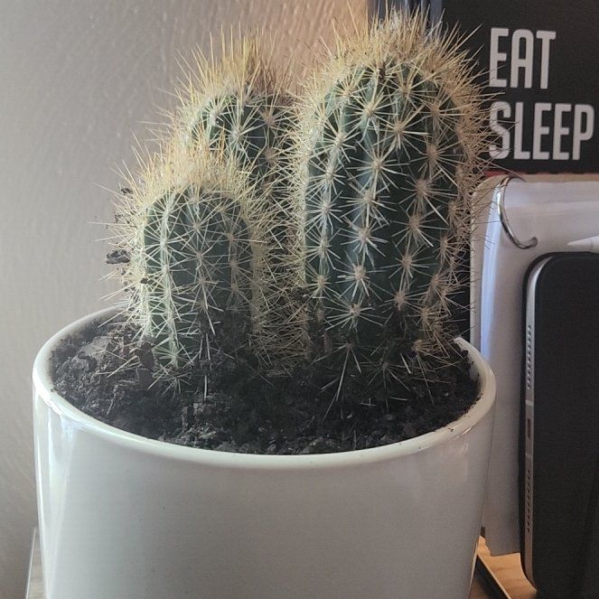 Photo of the plant species Blue Columnar Cactus by @IndustriousTule named Jake on Greg, the plant care app