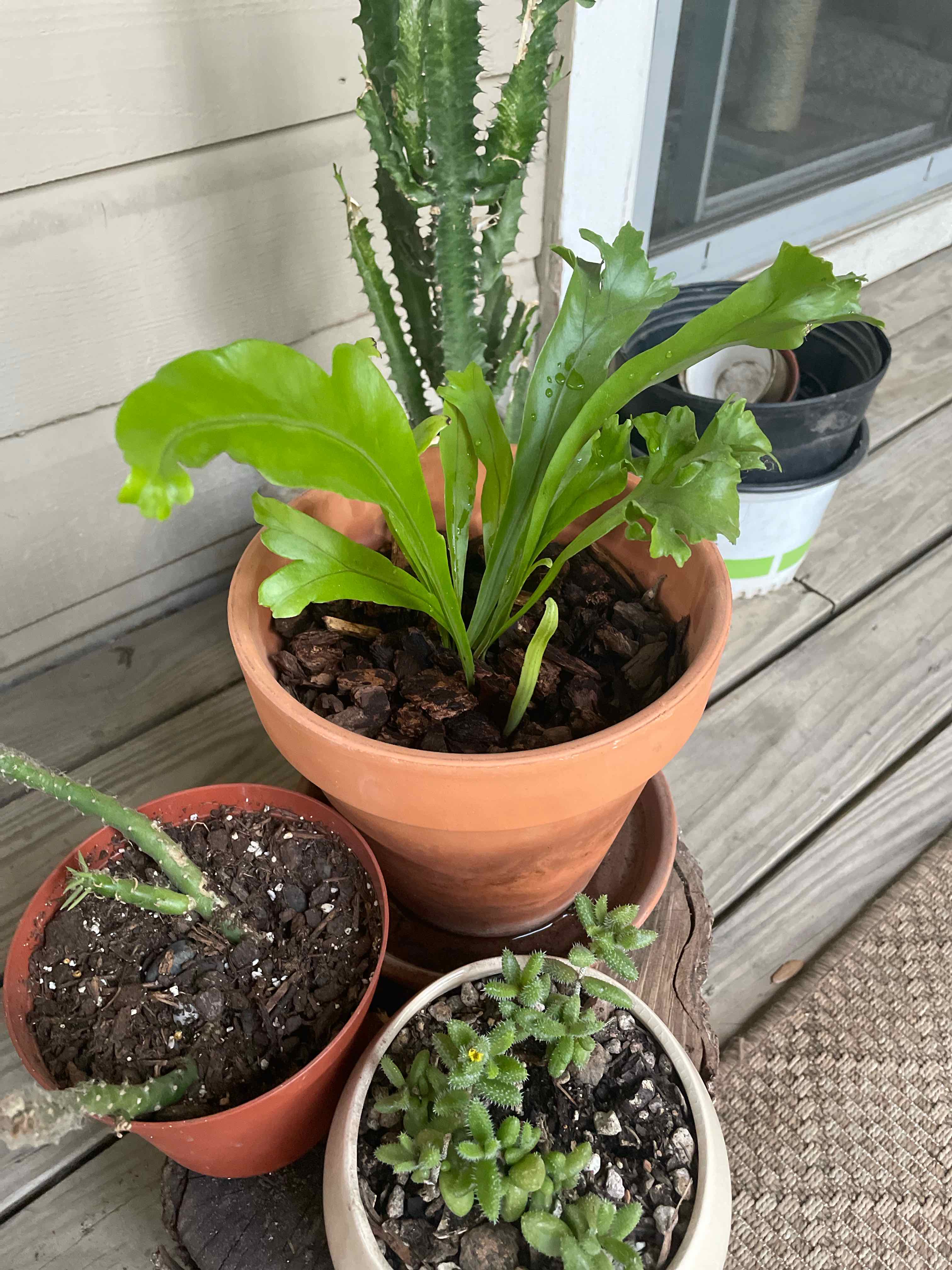 Potted Elkhorn Fern with vibrant green leaves, alongside other plants.