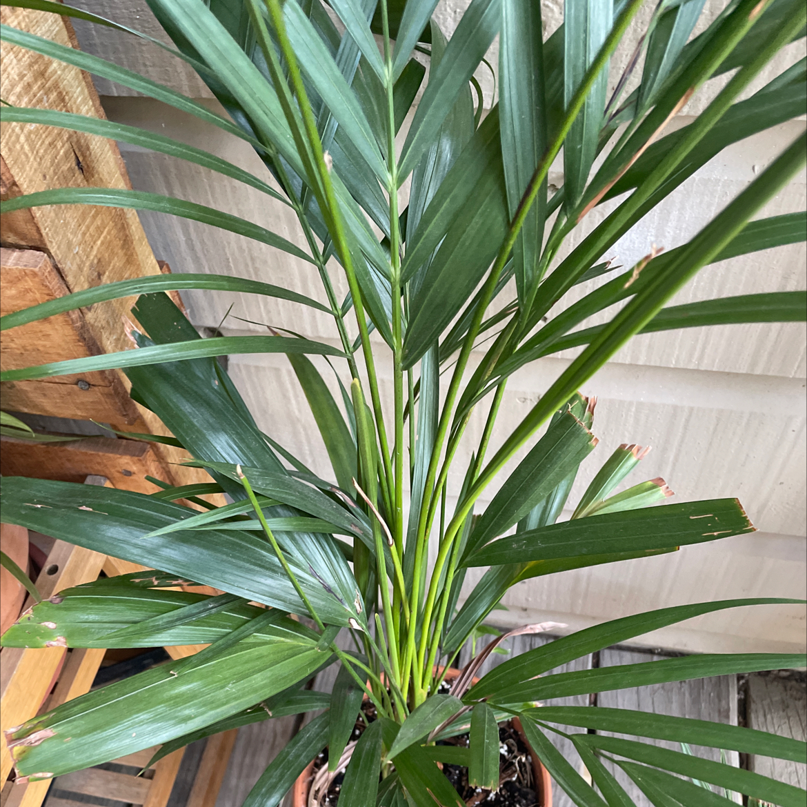 Close-up of a healthy, thriving areca palm plant with lush green fronds and leaflets, well-framed against a wood background.