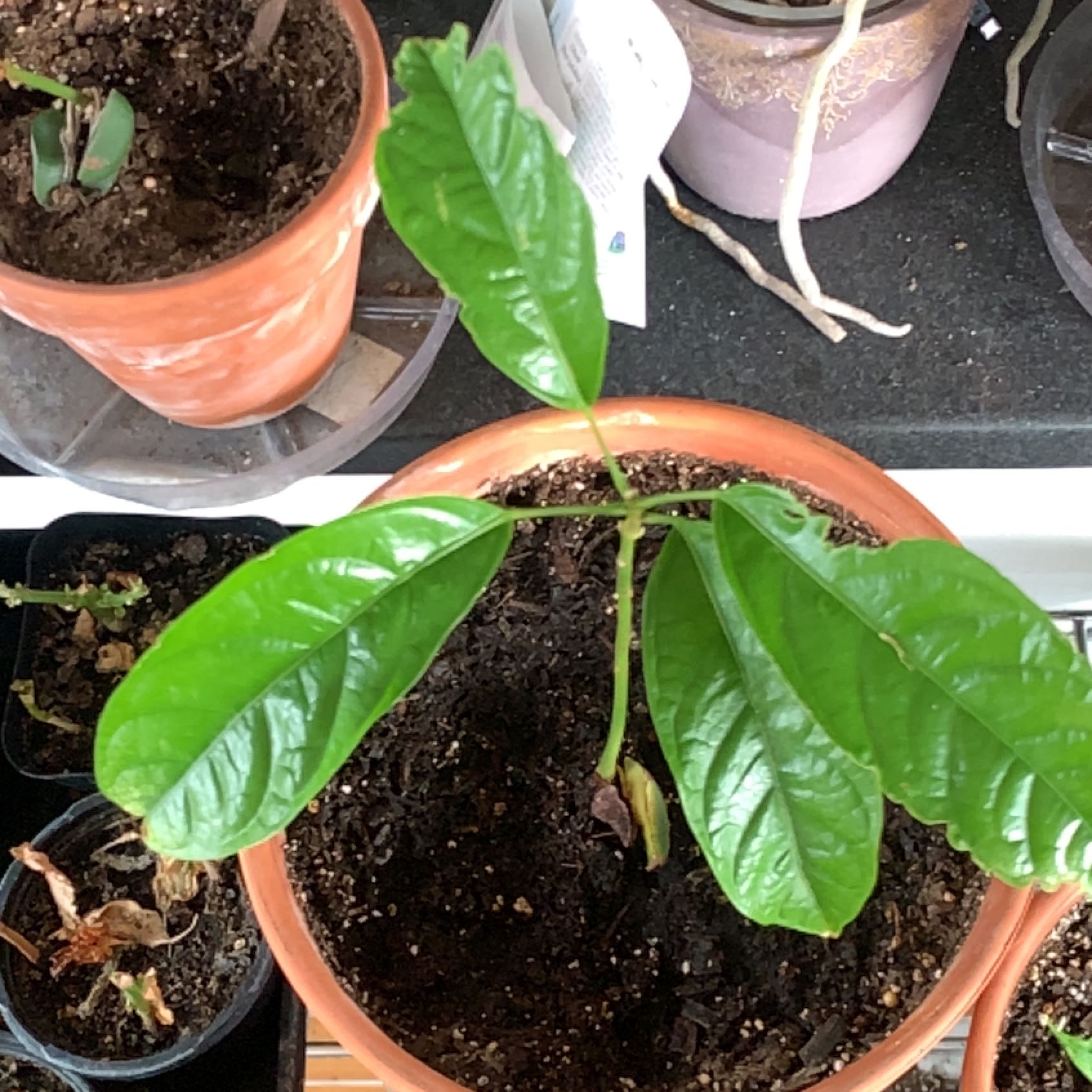 Photo of the plant species Kola Nut Tree by @ClassyMonstera named Austen on Greg, the plant care app