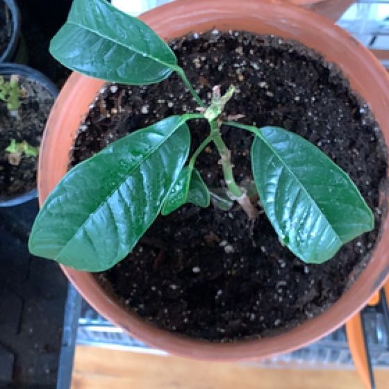 Photo of the plant species Kola Nut Tree by @ClassyMonstera named Tupot amaroot on Greg, the plant care app
