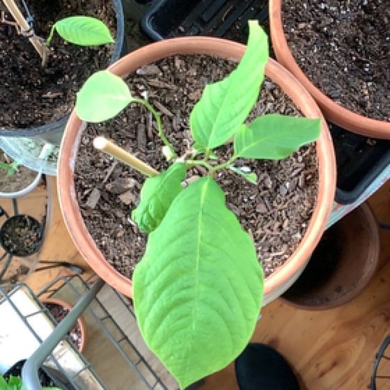 Photo of the plant species cherimoya by @ClassyMonstera named Nithin on Greg, the plant care app