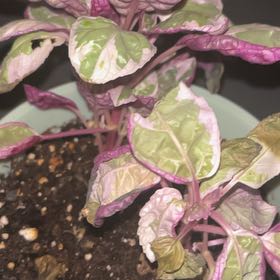 Photo of the plant species Waffle Plant 'Snow Queen' by @StirringEspicia named Fernie Mercury on Greg, the plant care app