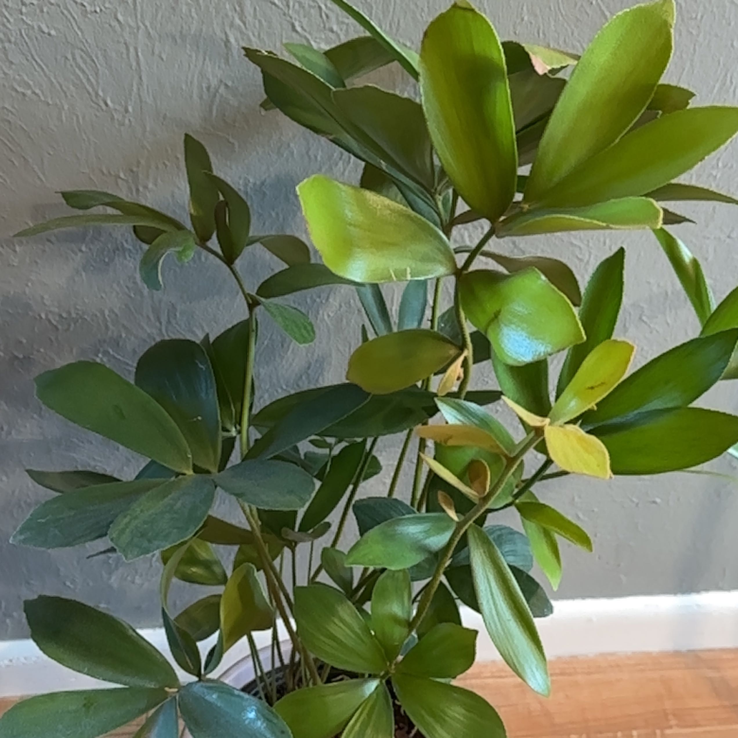 Cardboard Palm with green leaves, some yellowing, indoors against a textured wall.