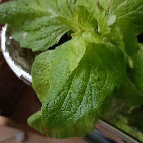 Photo of the plant species Pocketbook Plant by @AceRedmint named da Vinci on Greg, the plant care app