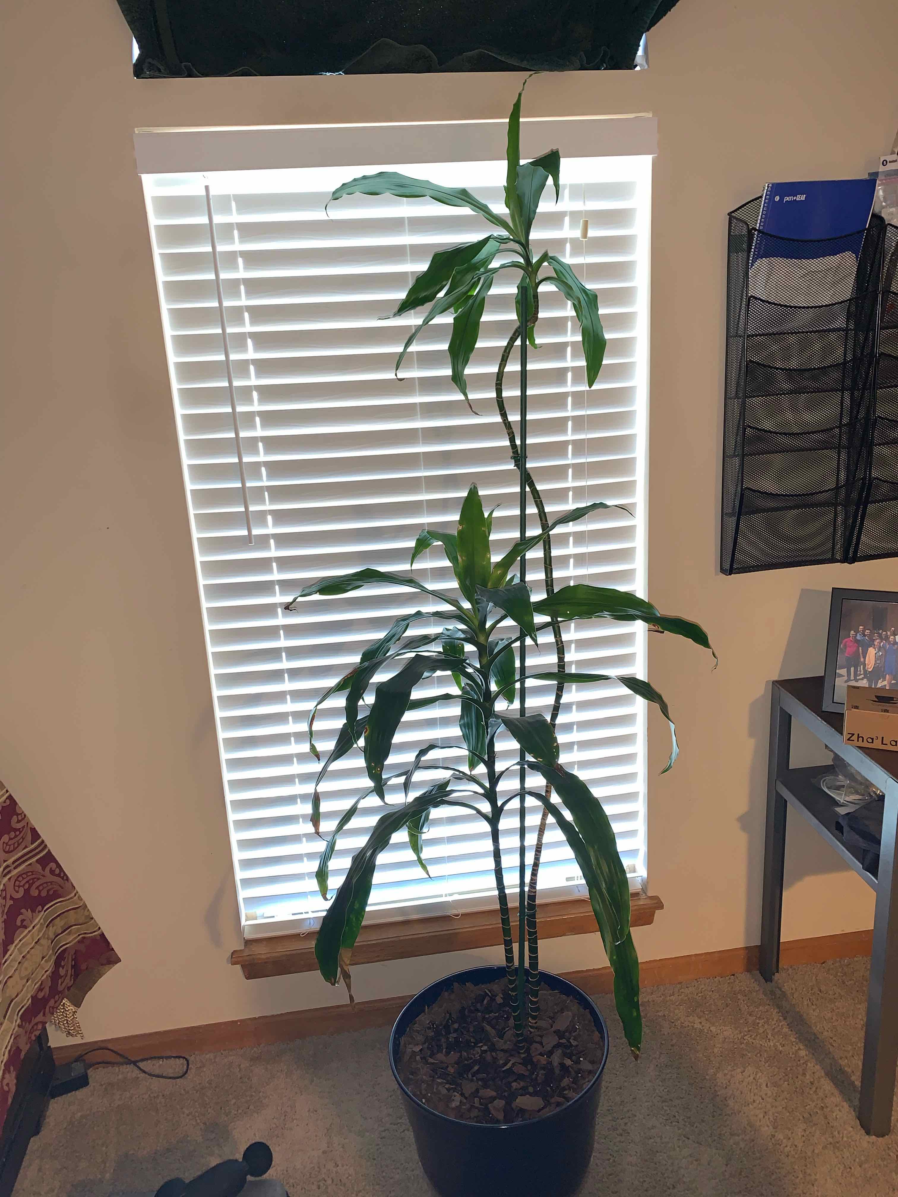 Dracaena 'Lisa' plant in a pot in front of a window with blinds.