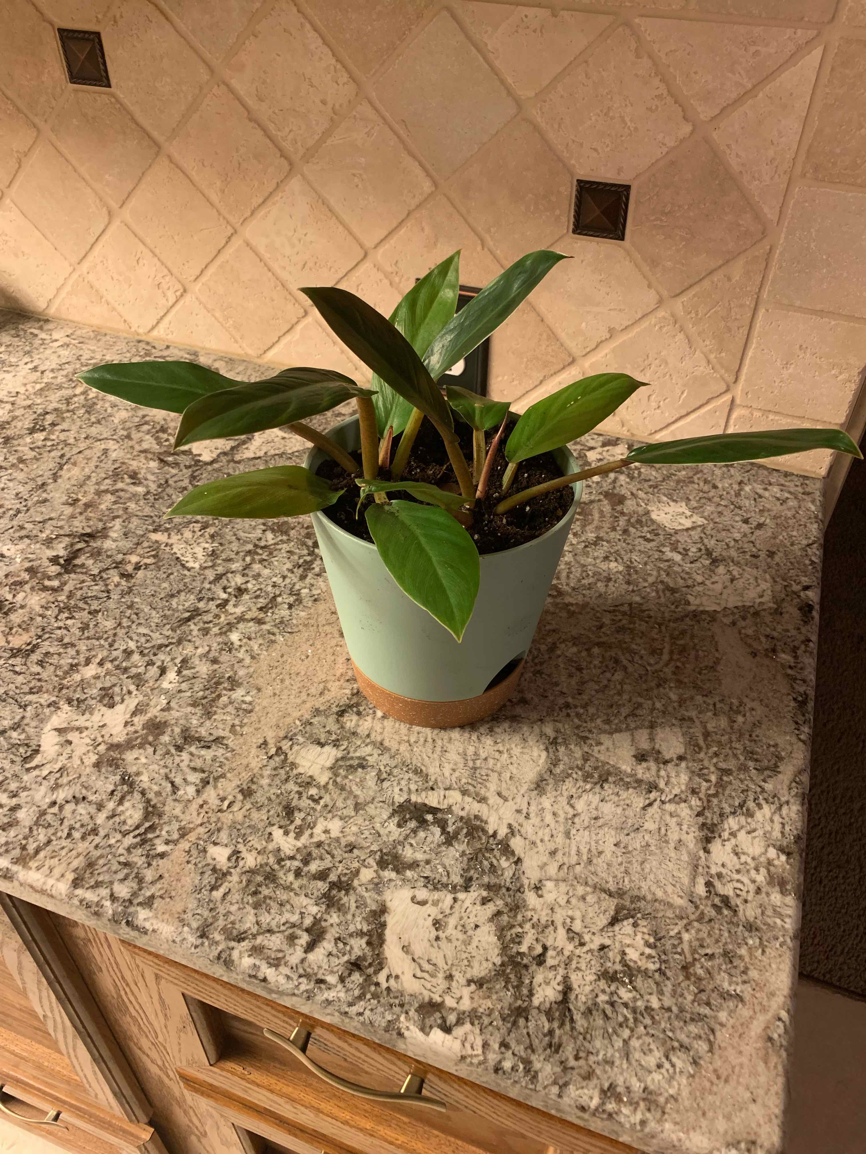 Philodendron Golden Melinonii plant in a pot on a countertop, healthy green leaves.