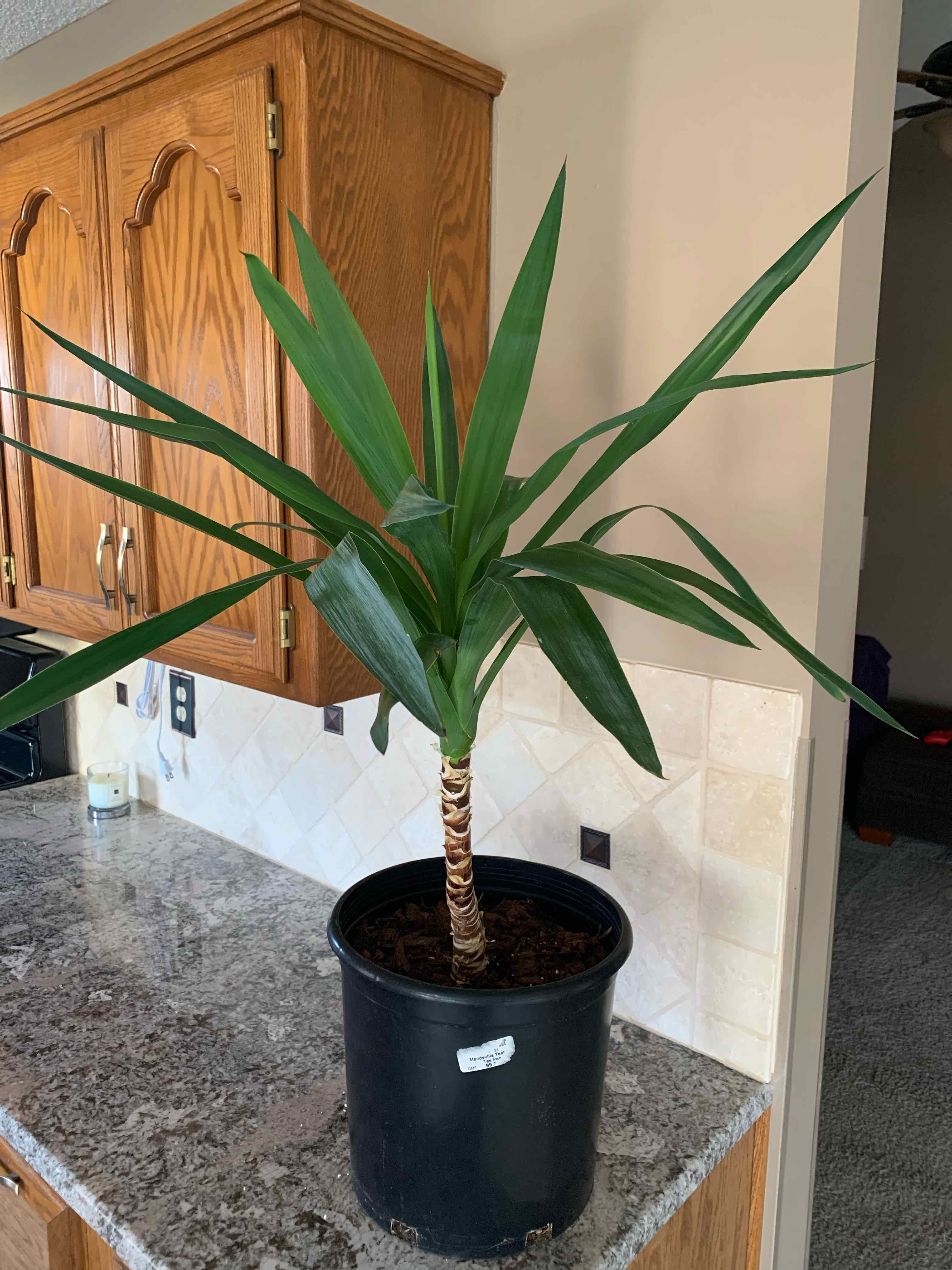 Potted Spanish Dagger plant on a kitchen counter with healthy green leaves.