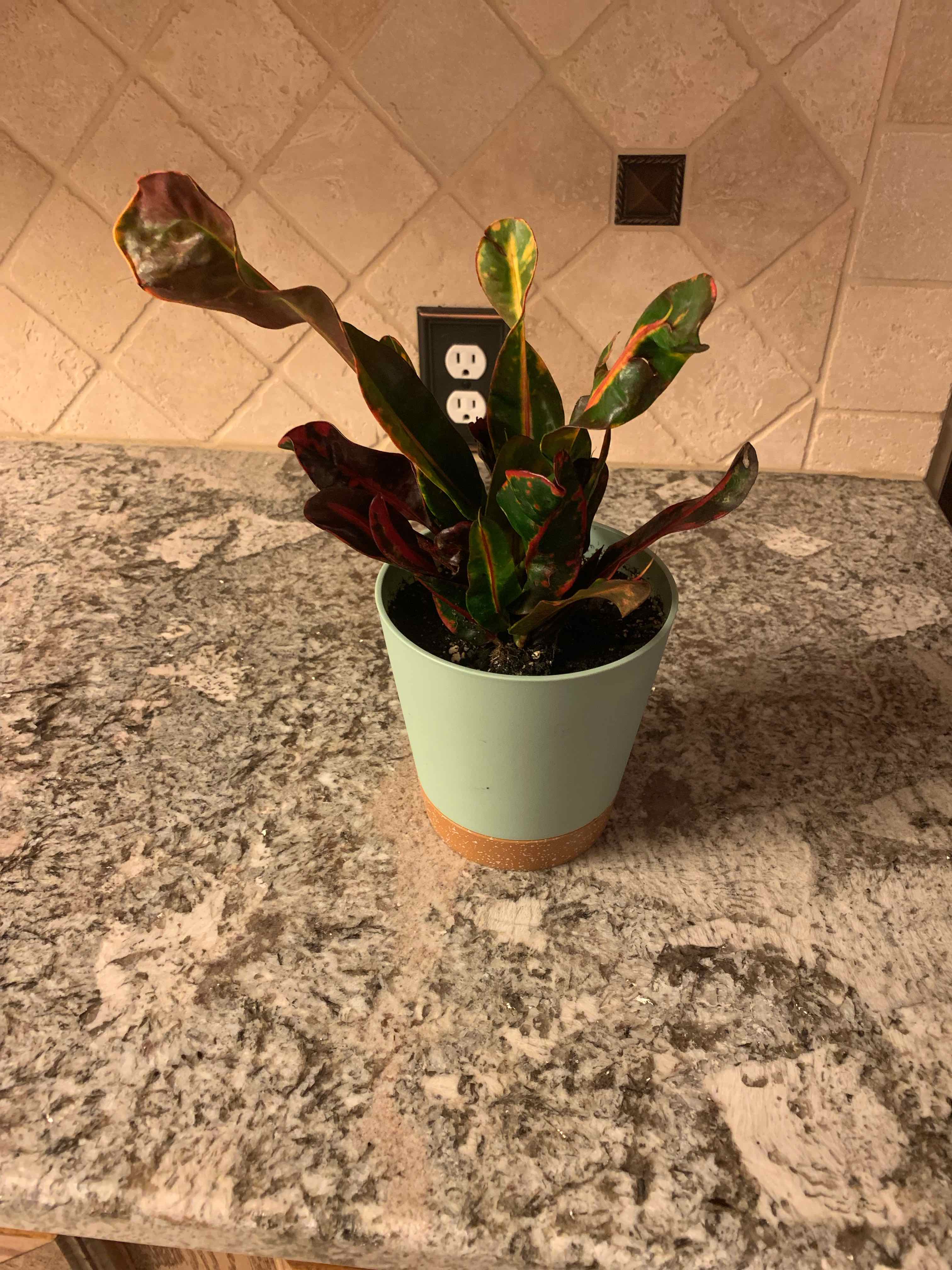 Photo of the plant species Croton Burning Bush by @PlaygrndLegend named Harper on Greg, the plant care app