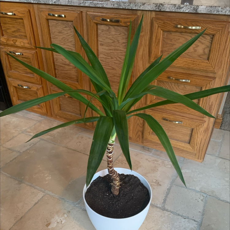Potted Spanish Dagger plant with long, pointed green leaves in a white pot.
