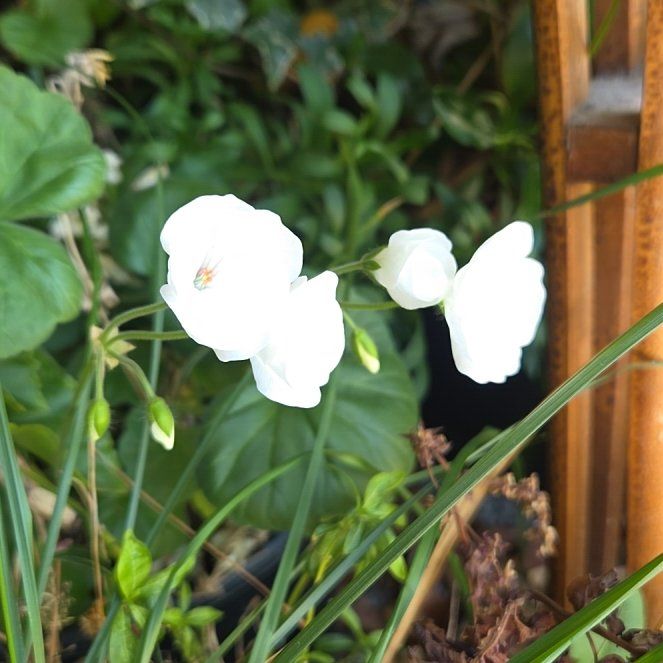 Photo of the plant species Appalachia False Bindweed by @Queenie named Naomi on Greg, the plant care app