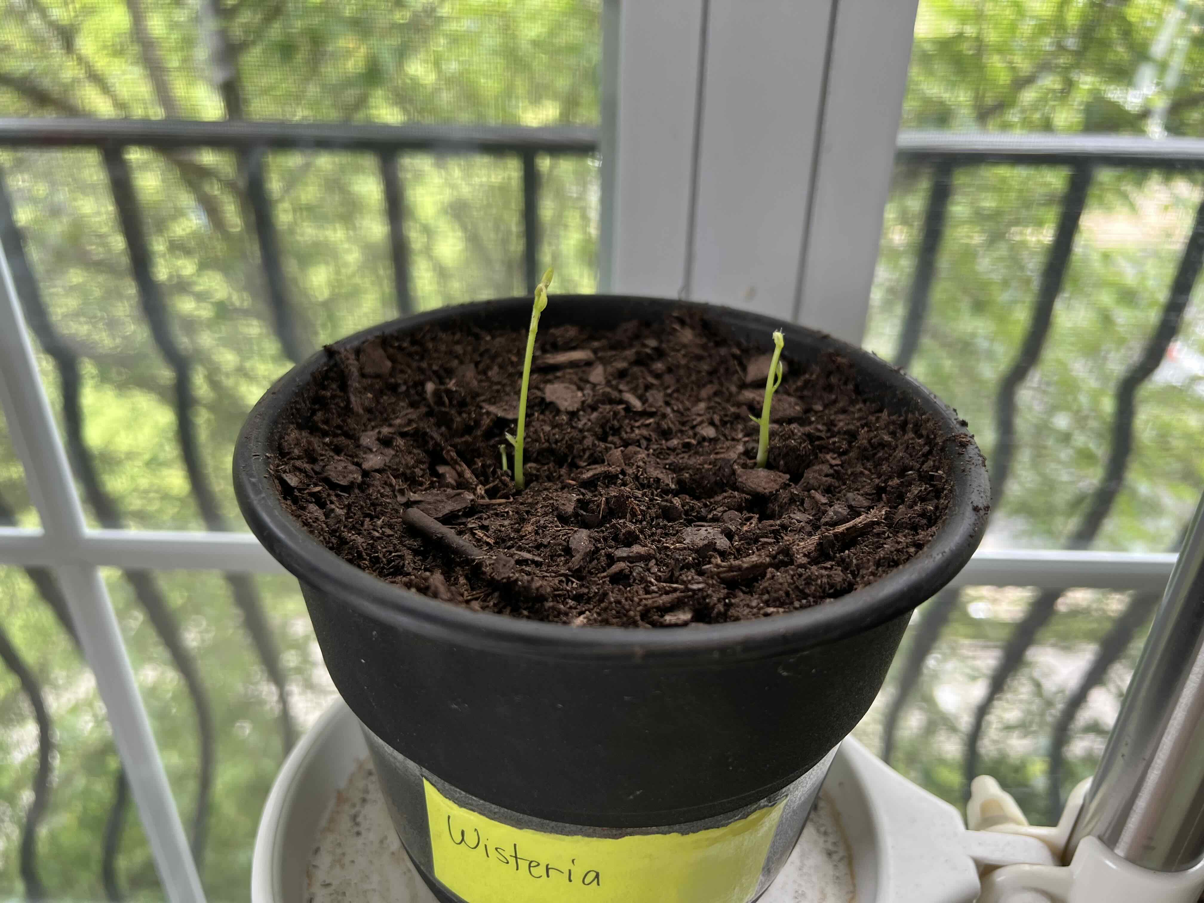 Potted American Wisteria seedlings near a window with visible soil.