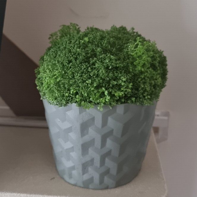Plant care for Bushy Spikemoss on Greg, the plant care app
