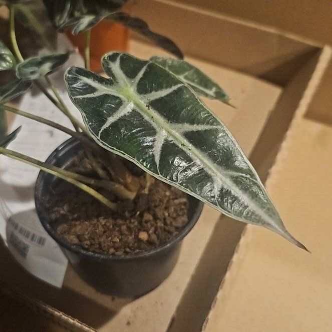 Photo of the plant species Jewel Alocasia by @WinTitoki named Gaga on Greg, the plant care app