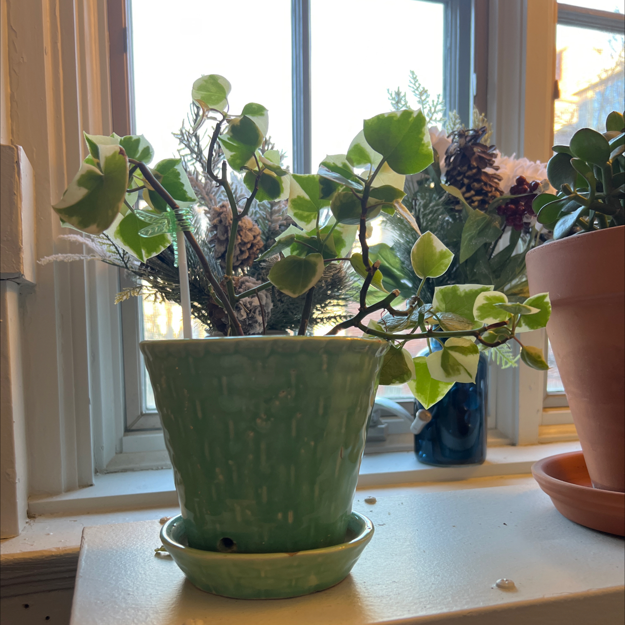 Variegated Wax Ivy plant in a green pot on a windowsill with other plants in the background.