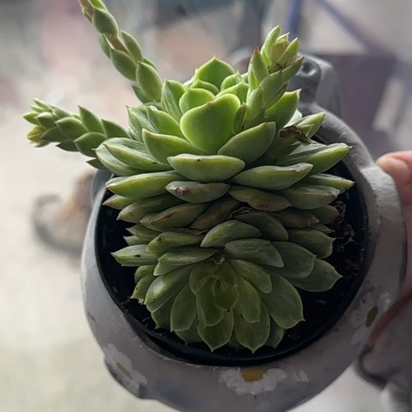 Echeveria 'Lime n' Chile' succulent in a small pot, held by a hand.