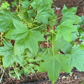 Photo of the plant species American Sweetgum by @HealthyFittonia named LiloStitch on Greg, the plant care app
