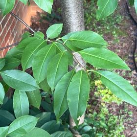 Photo of the plant species Black Cherry by @HealthyFittonia named Gregarious on Greg, the plant care app