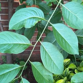 Photo of the plant species Japanese Tree Lilac by @HealthyFittonia named Coco on Greg, the plant care app