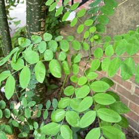 Photo of the plant species Star Fruit by @HealthyFittonia named James Dean on Greg, the plant care app