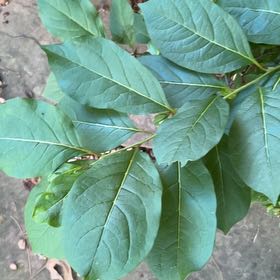 Photo of the plant species Common Persimmon by @HealthyFittonia named Captain Plant-it on Greg, the plant care app