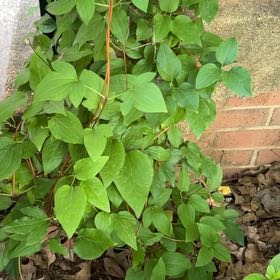Photo of the plant species Sweet Autumn Virginsbower by @HealthyFittonia named Sonora on Greg, the plant care app