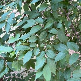 Photo of the plant species Amur Honeysuckle by @HealthyFittonia named Beyonce on Greg, the plant care app