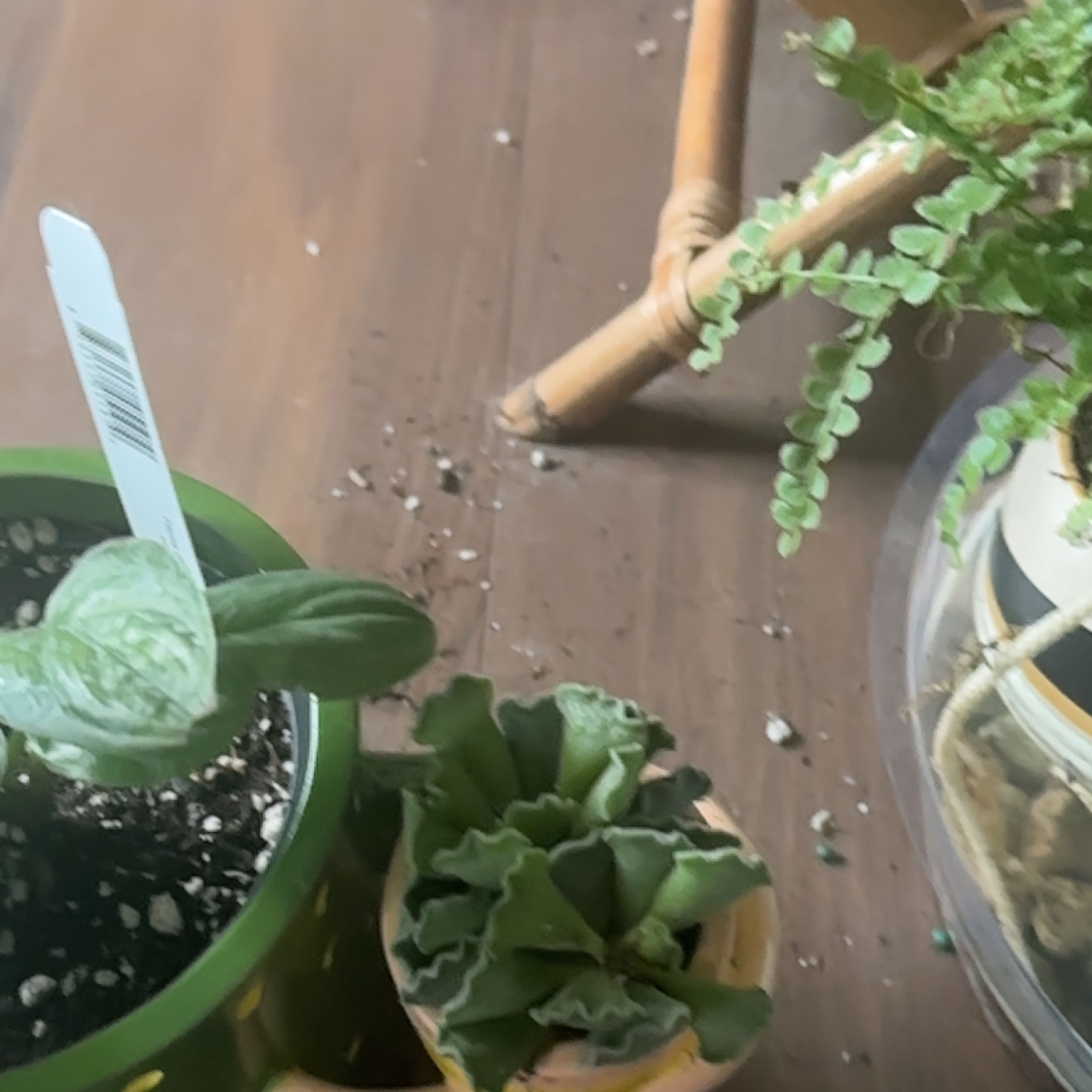 Healthy sword fern plant in a light green pot, surrounded by other small potted plants. A hand is adjusting the fern.