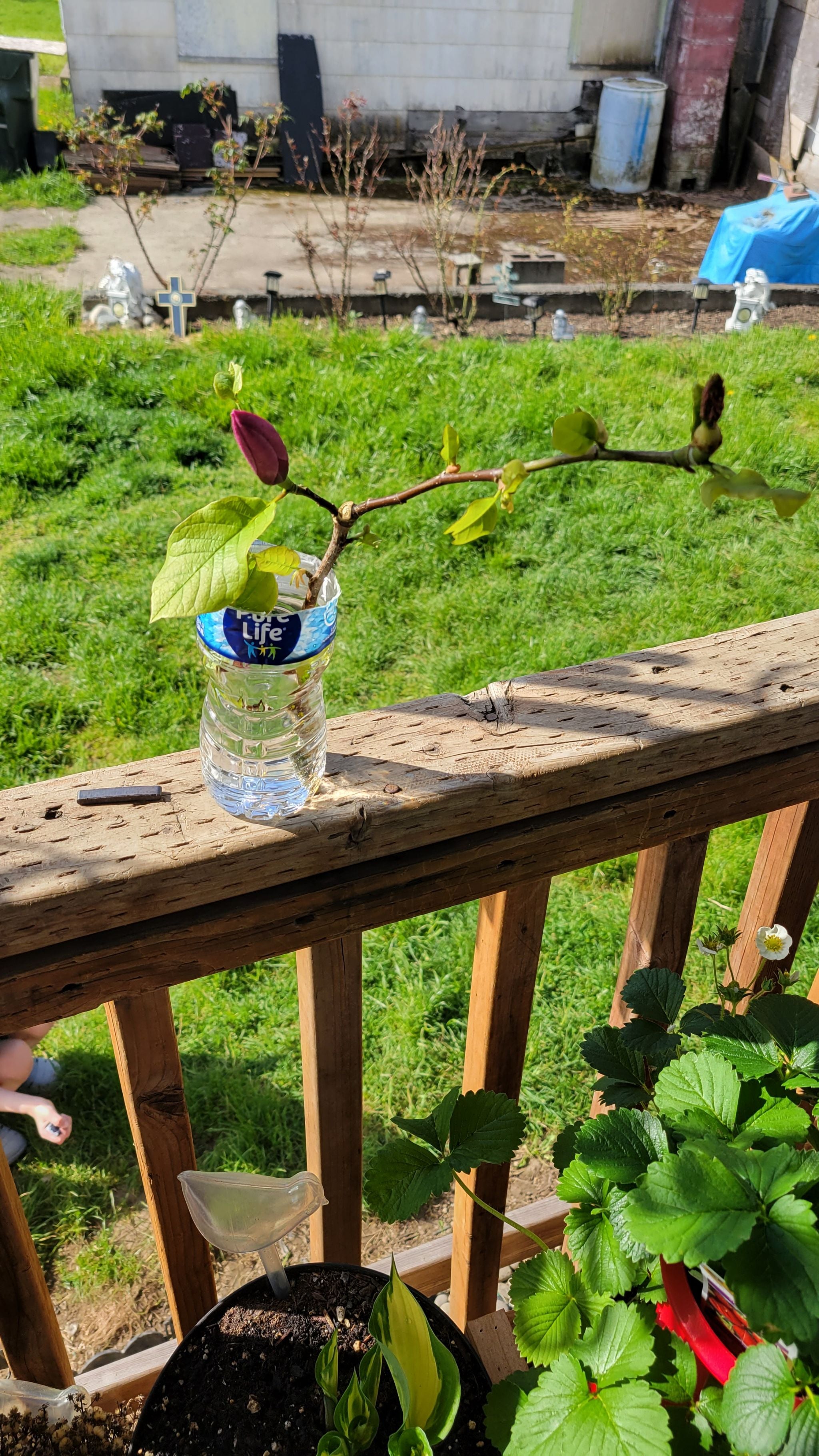 Monkey Ladder Vine Plant Care Water, Light, Nutrients Greg App 🌱