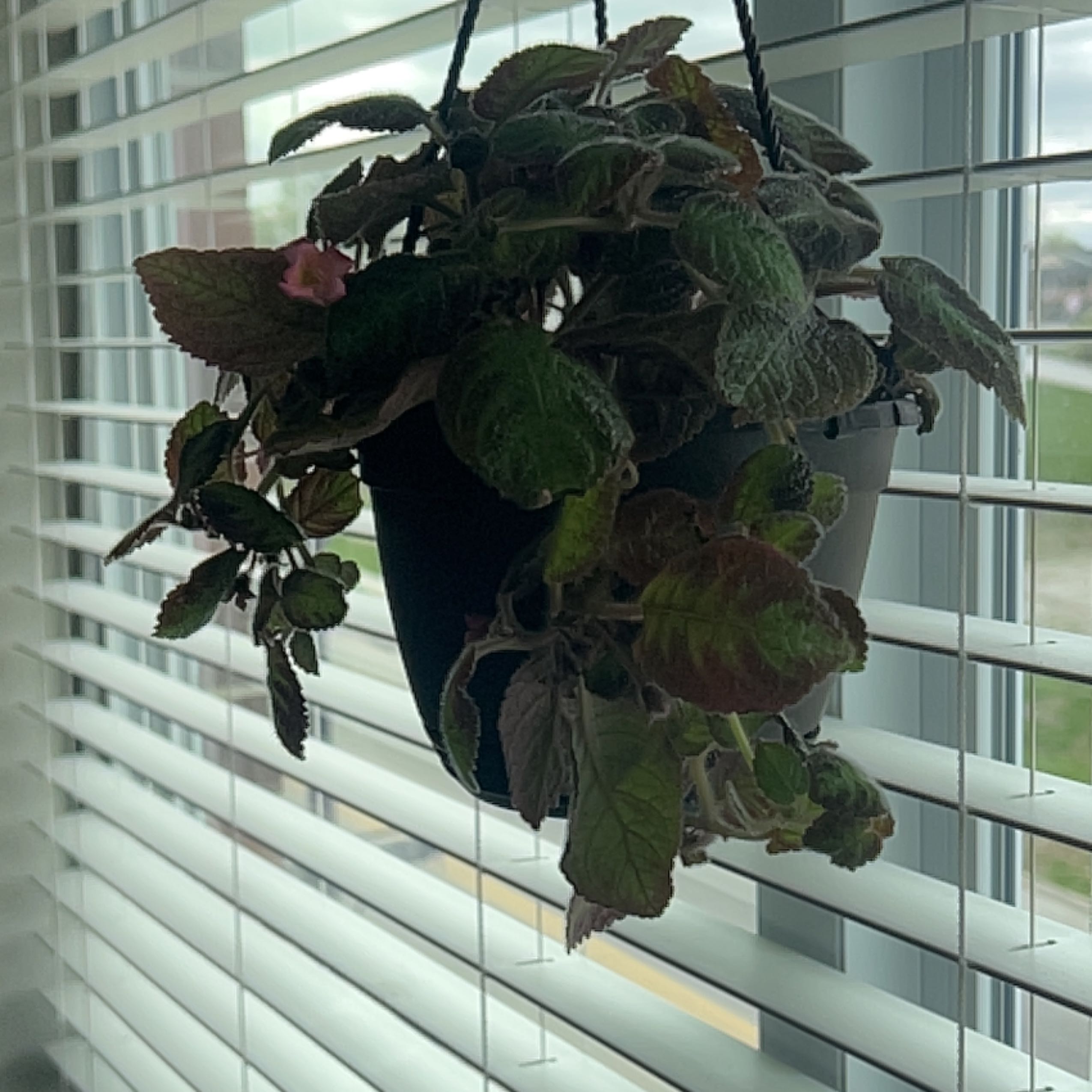 Hanging Flame Violet plant with dark green leaves and a single pink flower near a window with blinds.