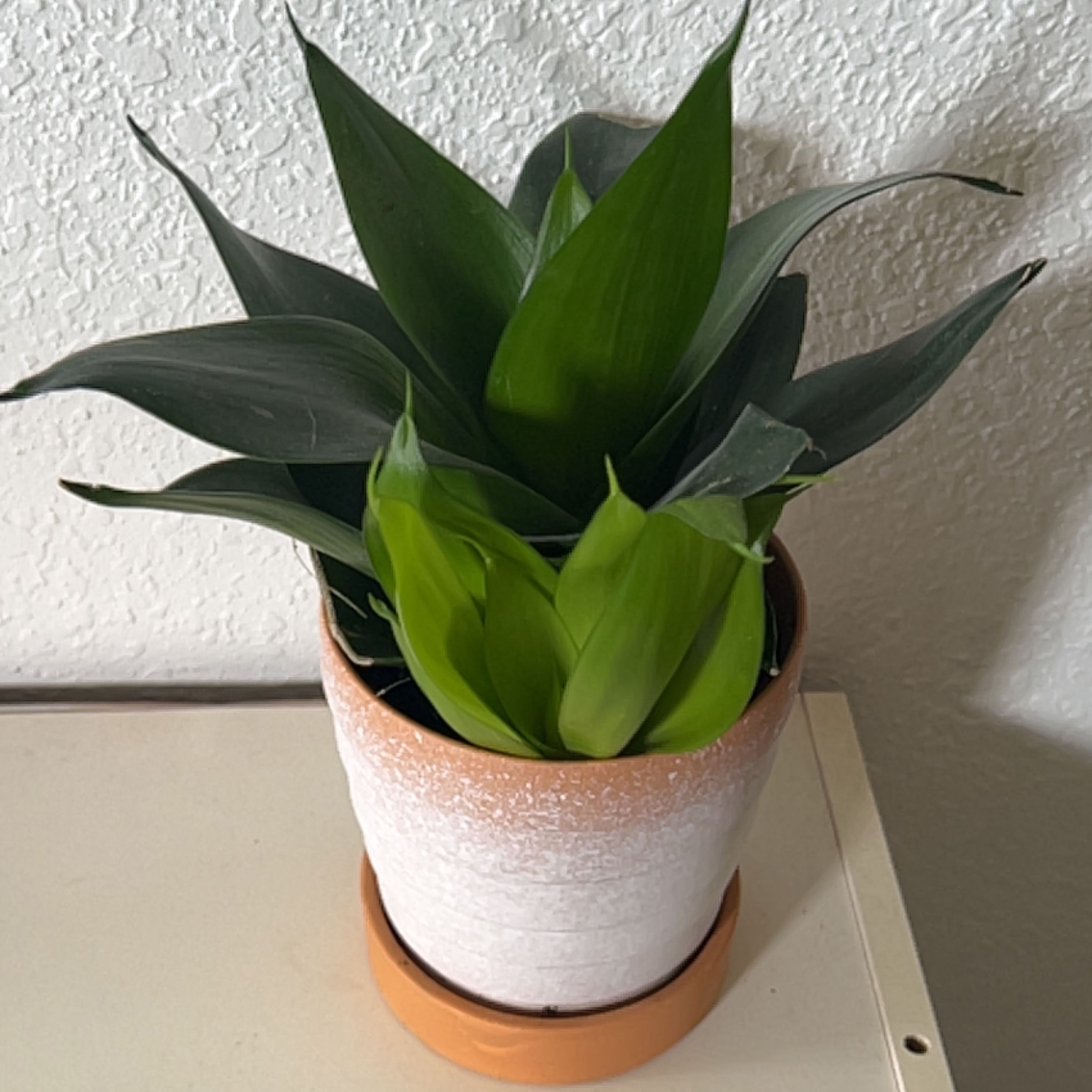 Sansevieria Black Dragon plant in a pot with vibrant green leaves.