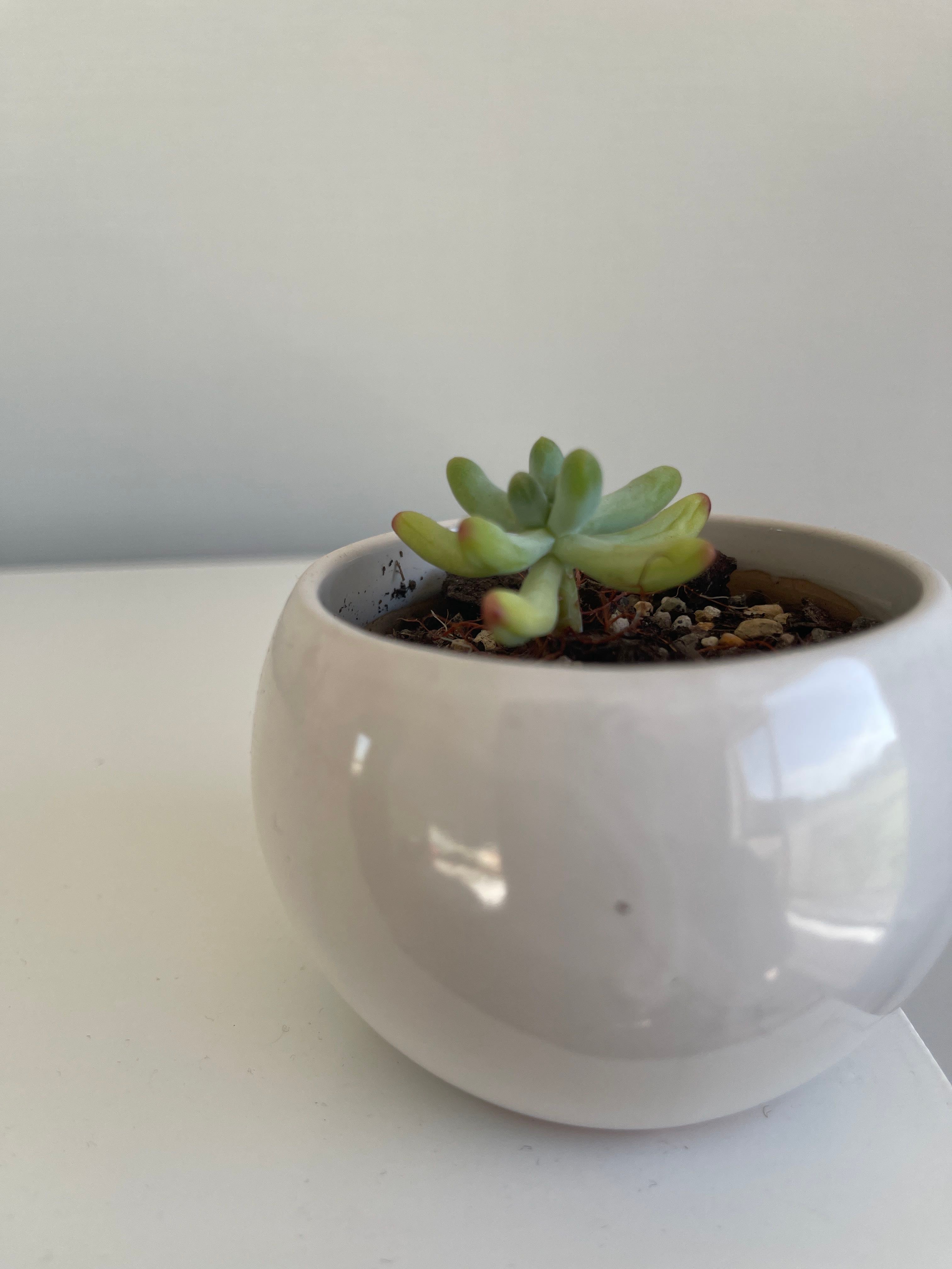 Keep Your Jelly Bean Plant Alive Light, Water & Care Instructions