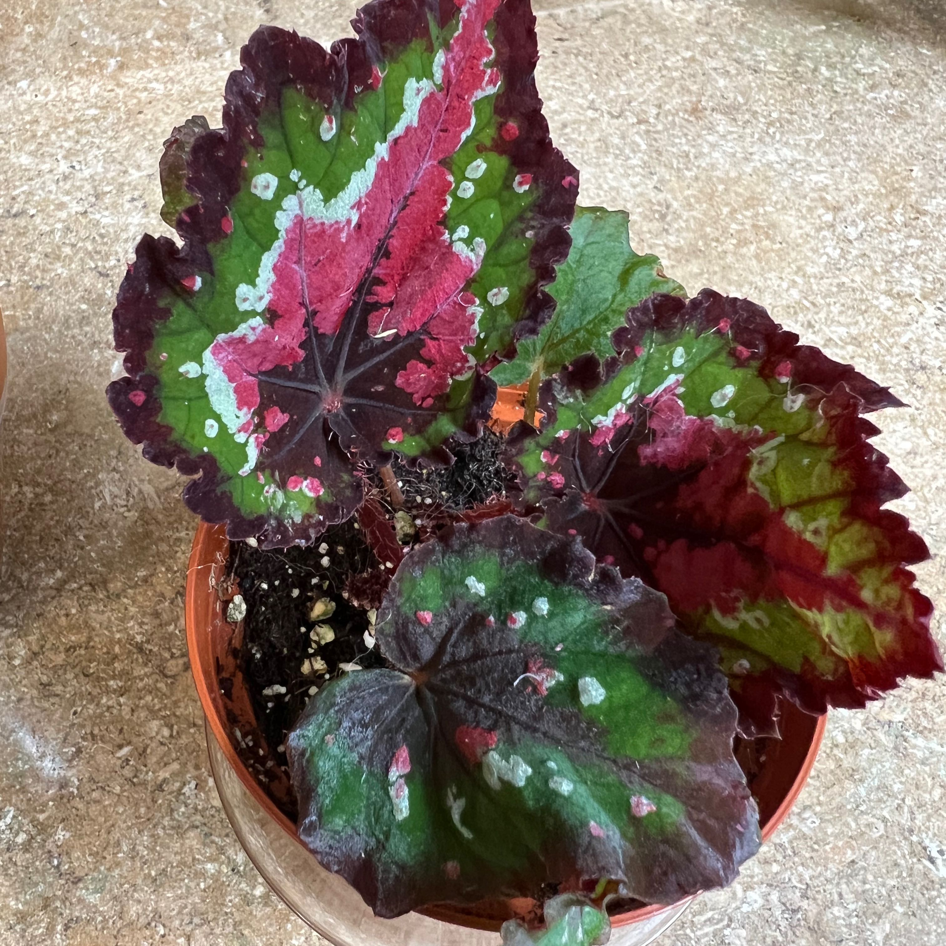 Photo of the plant species Rex Begonia Jurassic Watermelon by @Itsmenay named T-Rex on Greg, the plant care app