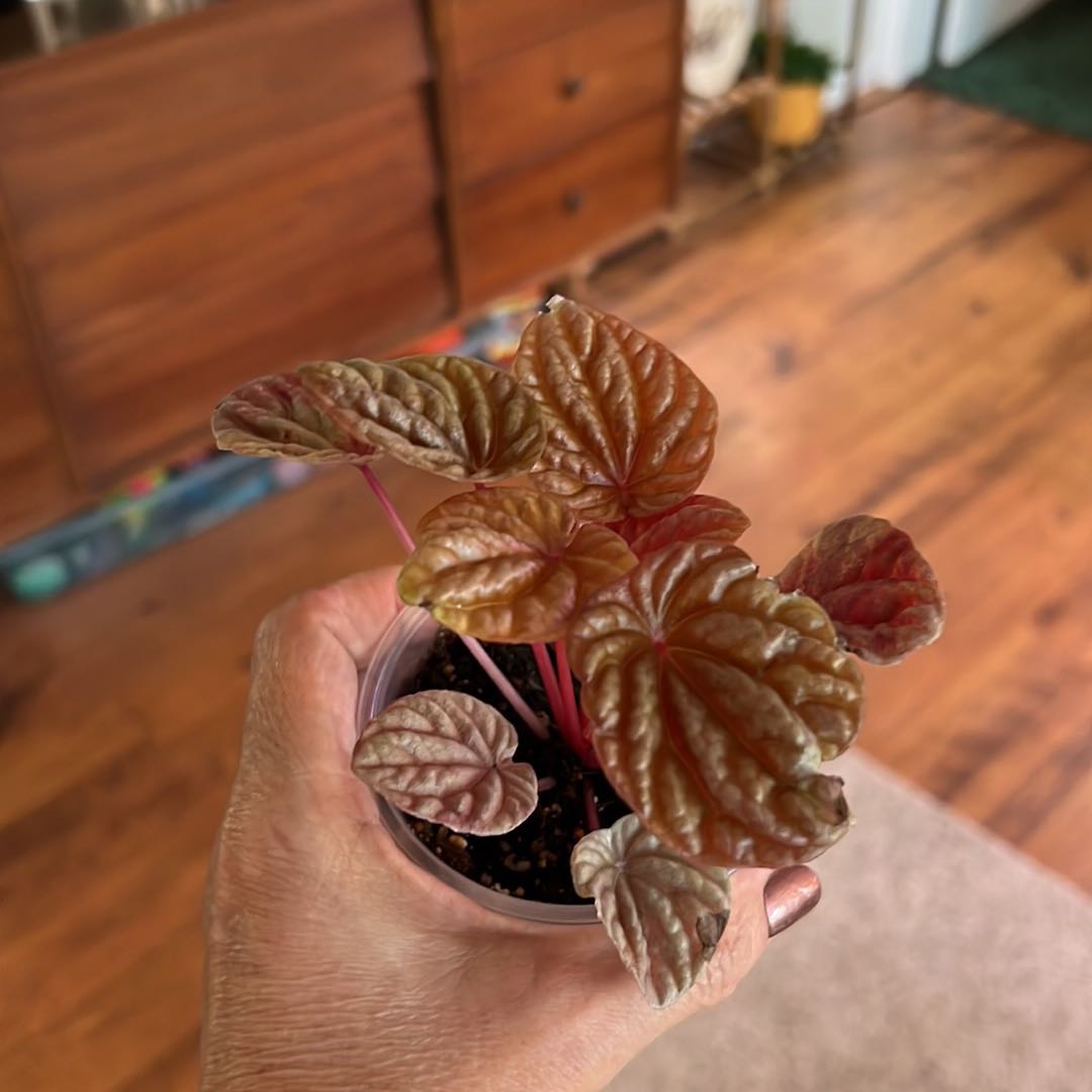 Photo of the plant species Quito by @Itsmenay named Gurlll on Greg, the plant care app